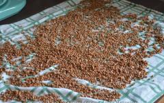How to cook buckwheat on water and how much - proportions
