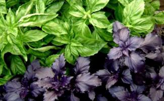 Basil - benefits and harm to the body, use for diseases