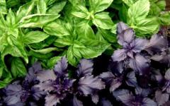 Basil - benefits and harms to the body, use in diseases