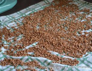 How to cook buckwheat on water and how much - proportions
