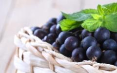 Blackcurrant interesting facts
