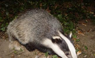 How to cook delicious badger: step-by-step recipes with photos