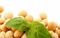 Soy protein: pros and cons