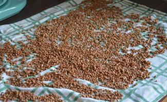 How to cook buckwheat in water and how much - proportions