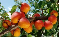 Tips of planting and growing apricot