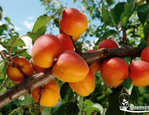 Tips of planting and growing apricot