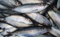 How to choose herring, and which herrings will be better