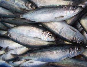 How to choose a herring, and which varieties of herring will be better